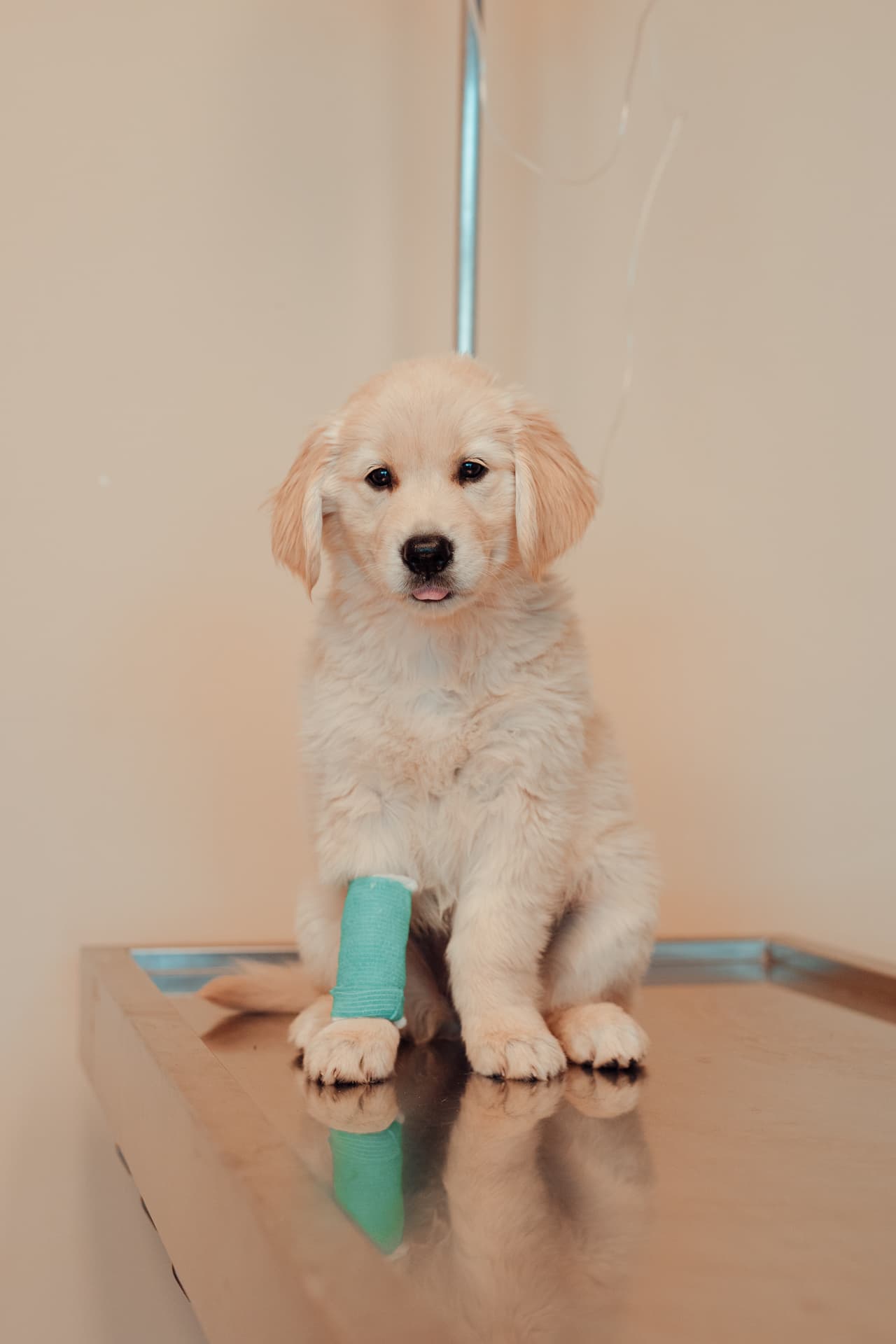 Consultas veterinarias